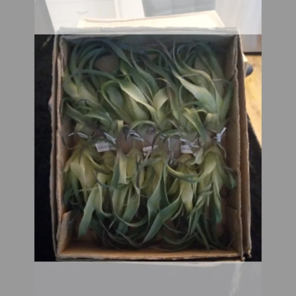 Lot of 12 Faux Air Plants Tillandsia Green 9